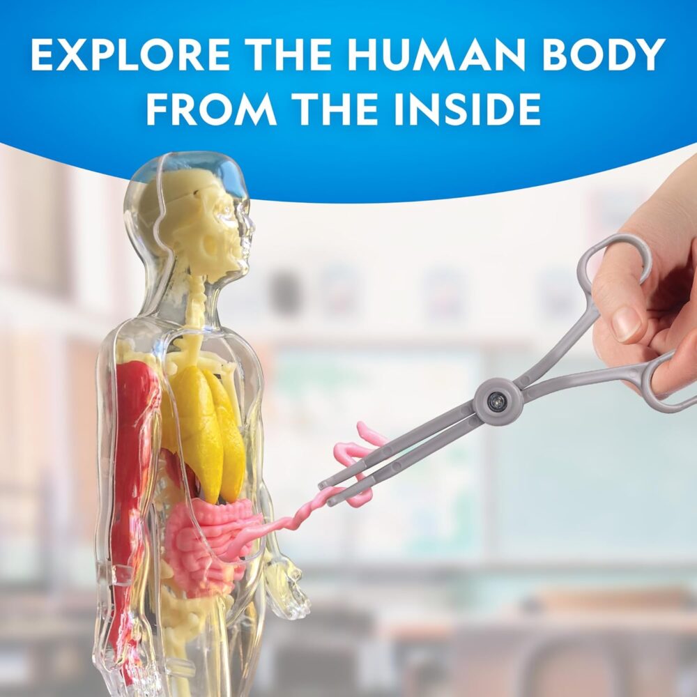 National Geographic Human Body Model for Kids That Glows in The Dark - 32-Piece Interactive Anatomy Model with Bones, Organs, Muscles, Science Kit Stocking Stuffer, Anatomy & Physiology Study Tools - Image 3