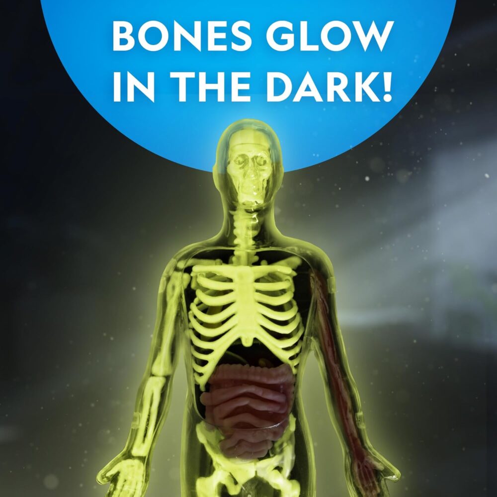 National Geographic Human Body Model for Kids That Glows in The Dark - 32-Piece Interactive Anatomy Model with Bones, Organs, Muscles, Science Kit Stocking Stuffer, Anatomy & Physiology Study Tools - Image 4